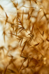 Close-up of dandelion on plant