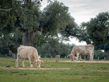 Sheep grazing in a field