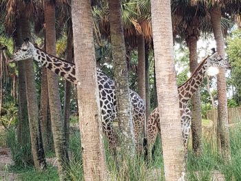 View of giraffe in zoo