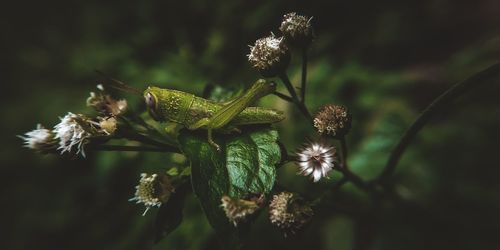 Close-up of grasshopper on flowering plant