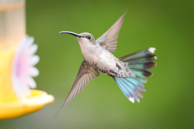 Close-up of bird flying