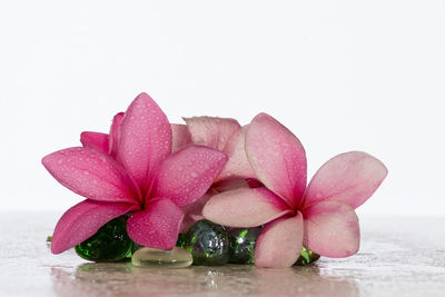 Close-up of pink flowers over white background