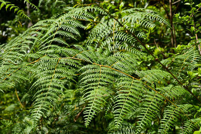 Close-up of fern leaves