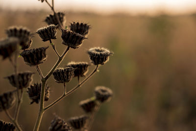 Close-up of wilted flower on field