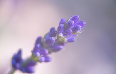 Close-up of purple flowering plant