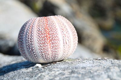 Close-up of ball on rock