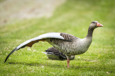 Side view of bird on grass