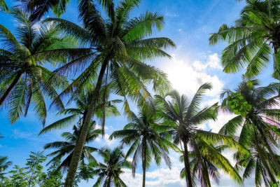 Low angle view of palm trees against sky