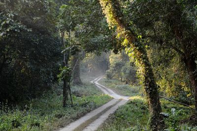 Road amidst trees in forest