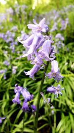 Close-up of purple flowers blooming outdoors