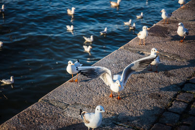 High angle view of seagulls in lake