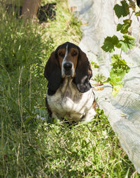 Portrait of dog sitting on field