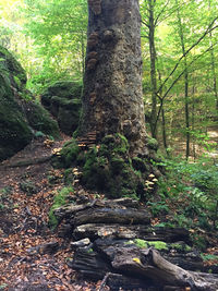 Trees growing in forest