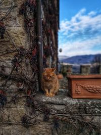 Cat sitting on a tree