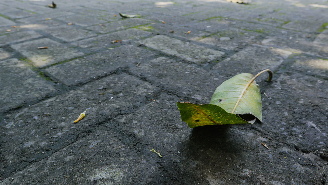 green, leaf, plant part, yellow, day, footpath, high angle view, no people, street, nature, insect, outdoors, city, butterfly, road surface, soil, wing, animal, close-up, moths and butterflies, road, grass, wildlife, animal wildlife, asphalt