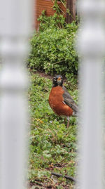 Bird perching on a plant