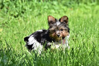 Close-up of a dog on field