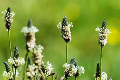 Close-up of insect on plant