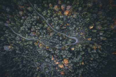High angle view of plants growing on land