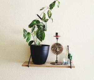 Potted plant on table