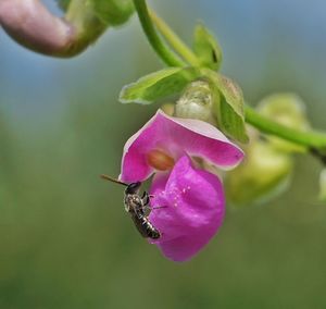 Close-up of insect on pink flower