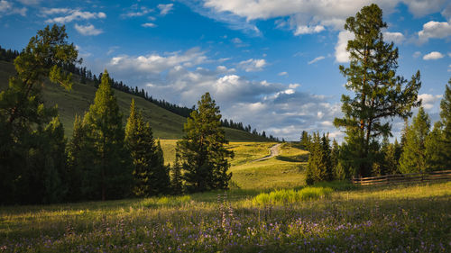 Scenic view of field against sky