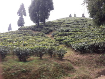 View of vineyard against trees