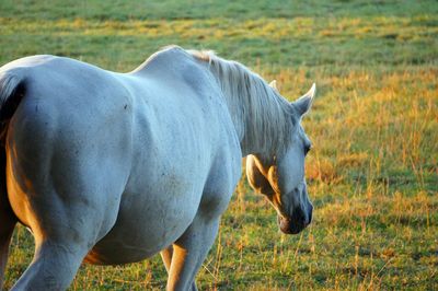 View of a horse on field