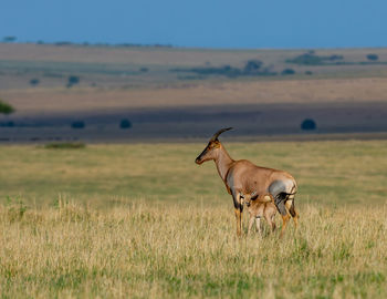 Gazelle mother and son in a field