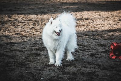 High angle view of white dog on field