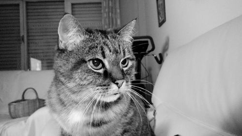 Close-up portrait of cat sitting at home