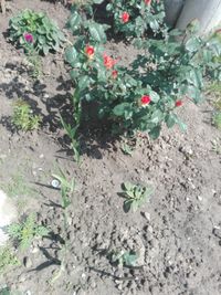 Close-up of flowers growing on plant