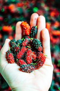 Close-up of hand holding berries