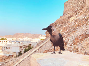 A crow standing on rock against sky