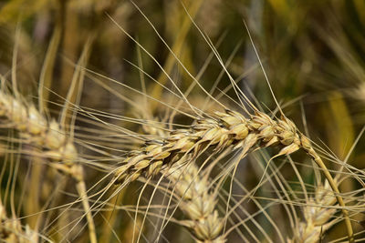 Close-up of wheat growing on field