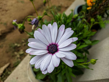 Close-up of purple flower