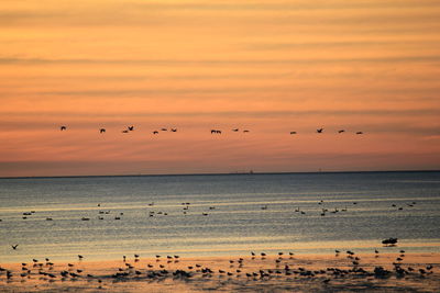 Flock of birds flying over sea during sunset