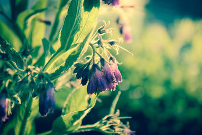 Close-up of flowers