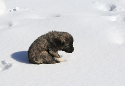High angle view of a dog on snow