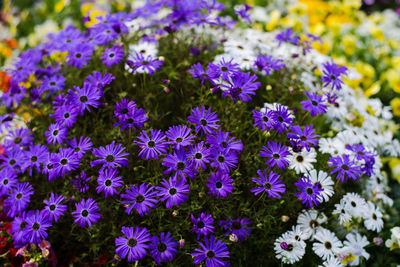 High angle view of purple flowering plants on field