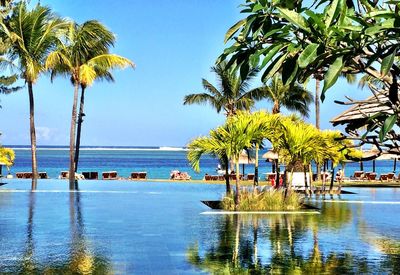 Palm trees on beach