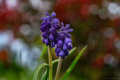 flowering plant