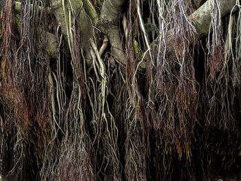 Full frame shot of tree trunk