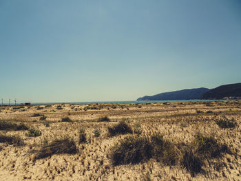 Scenic view of field against clear sky