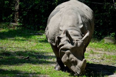 Close-up portrait of rhinoceros on grassland