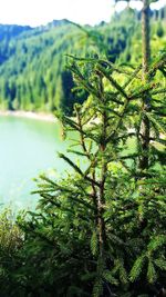 Close-up of plants growing on tree