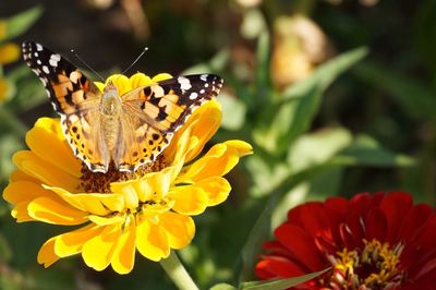 Close-up of butterfly perching on yellow flower