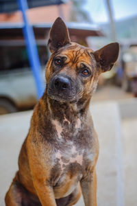 Close-up portrait of dog