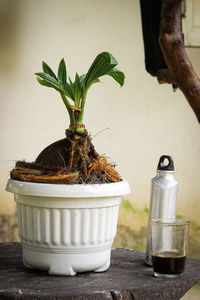 Close-up of potted plant on table