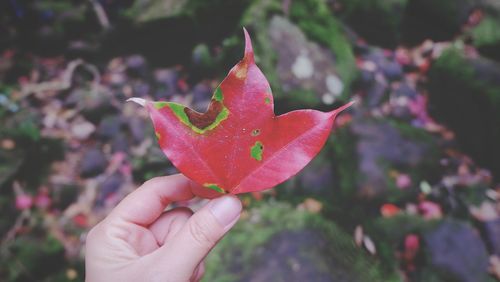 Close-up of hand holding maple leaf